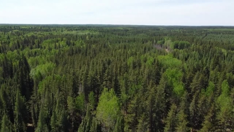 Aerial view of forested land linked to environmental cleanup and site assessment